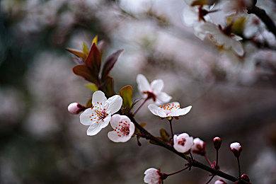 《海之呼唤》开发商公布新作《美国阿卡迪亚》 商店页面上线